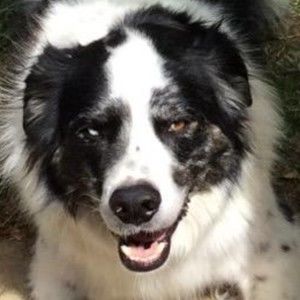 Meet your Posher, Nell